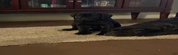 Cane Corso dogs for sale: Cane Corso Puppy 2 - Ad 7