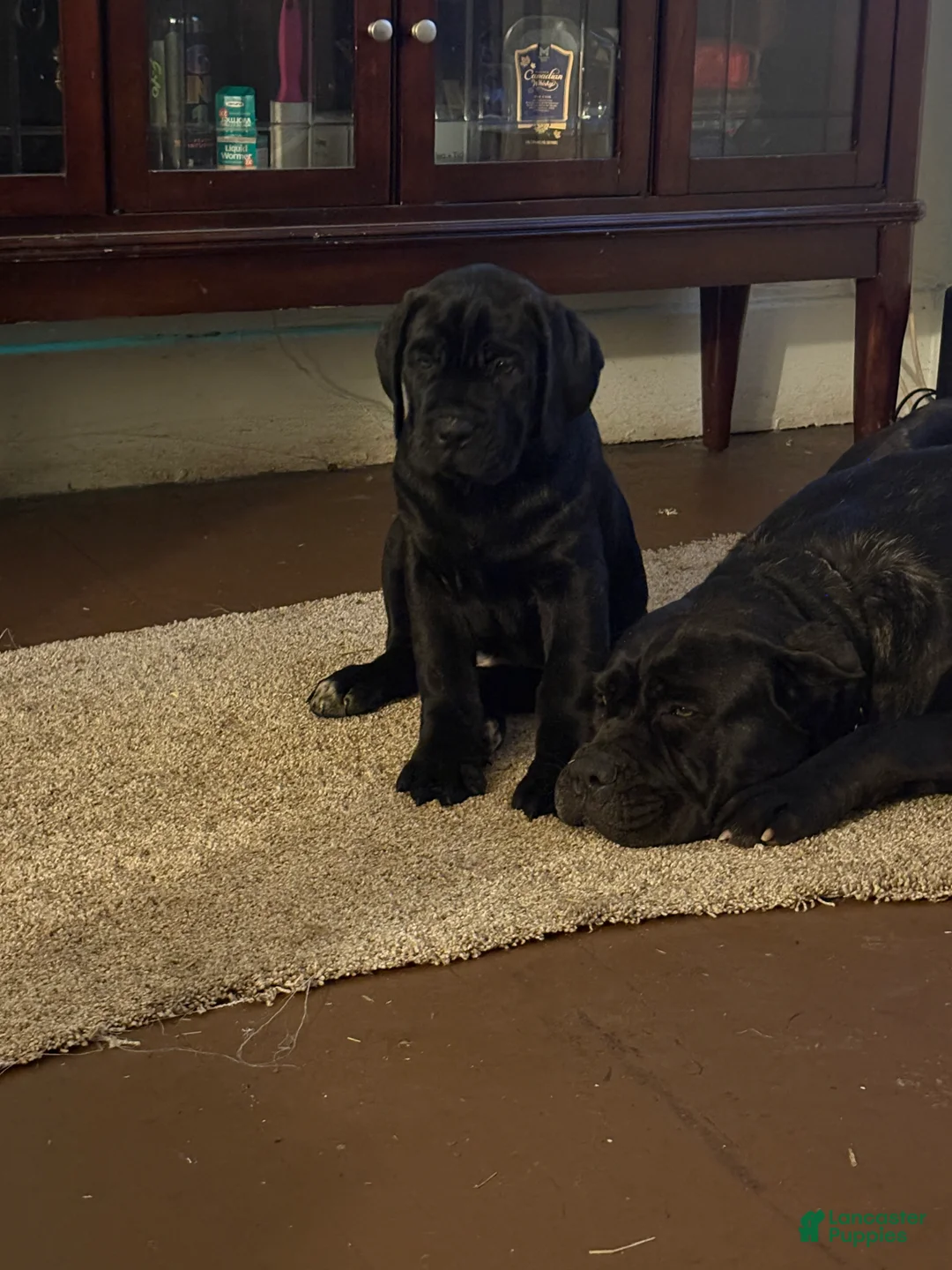 Cane Corso dogs for sale: Cane Corso Puppy 2 - Ad 7