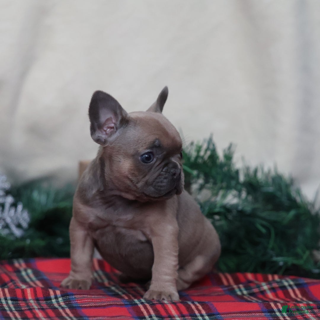 French Bulldog dogs for sale: Olive  - Ad 4
