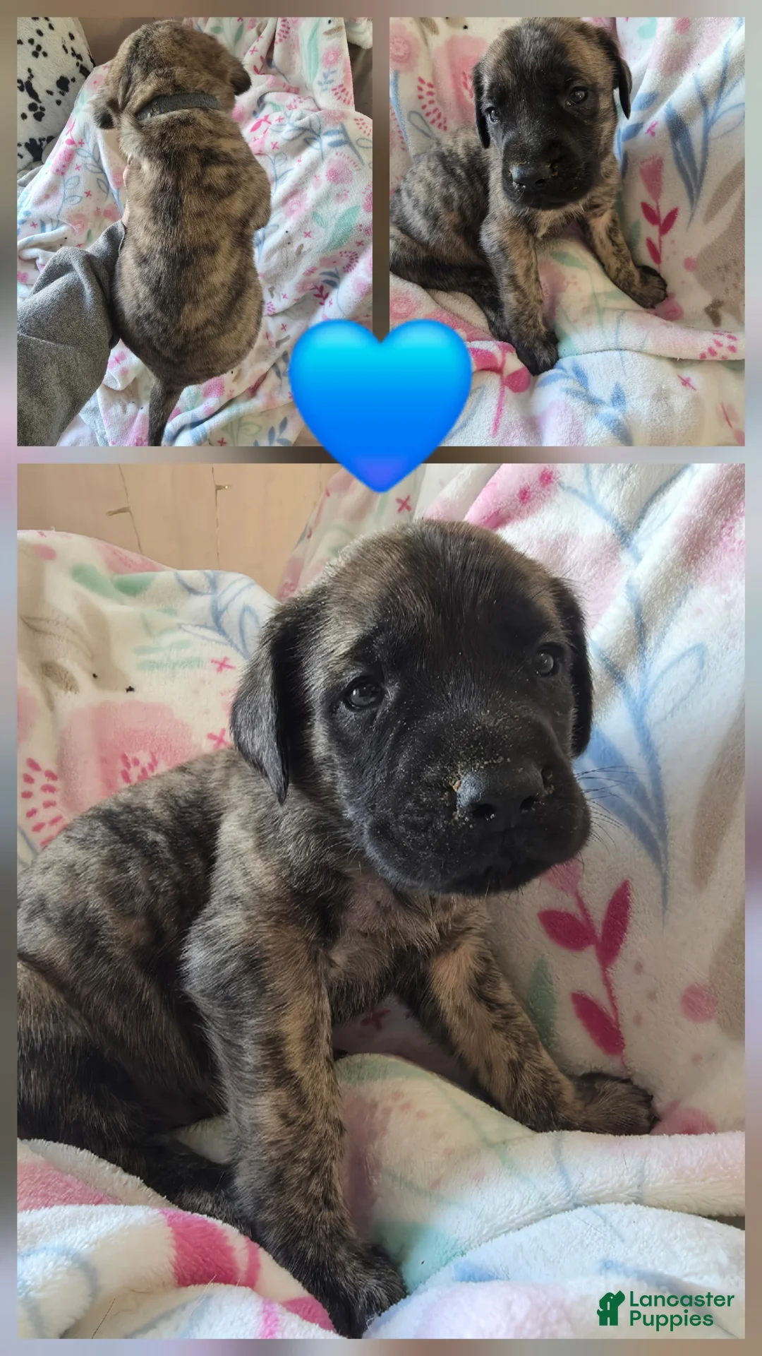 English Mastiff dogs for sale: English Mastiff Puppy 💙 - Ad 2