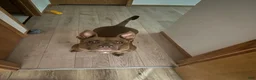 American Pit Bull Terrier dogs for sale: American Pit Bull Terrier Puppy 3 - Ad 3