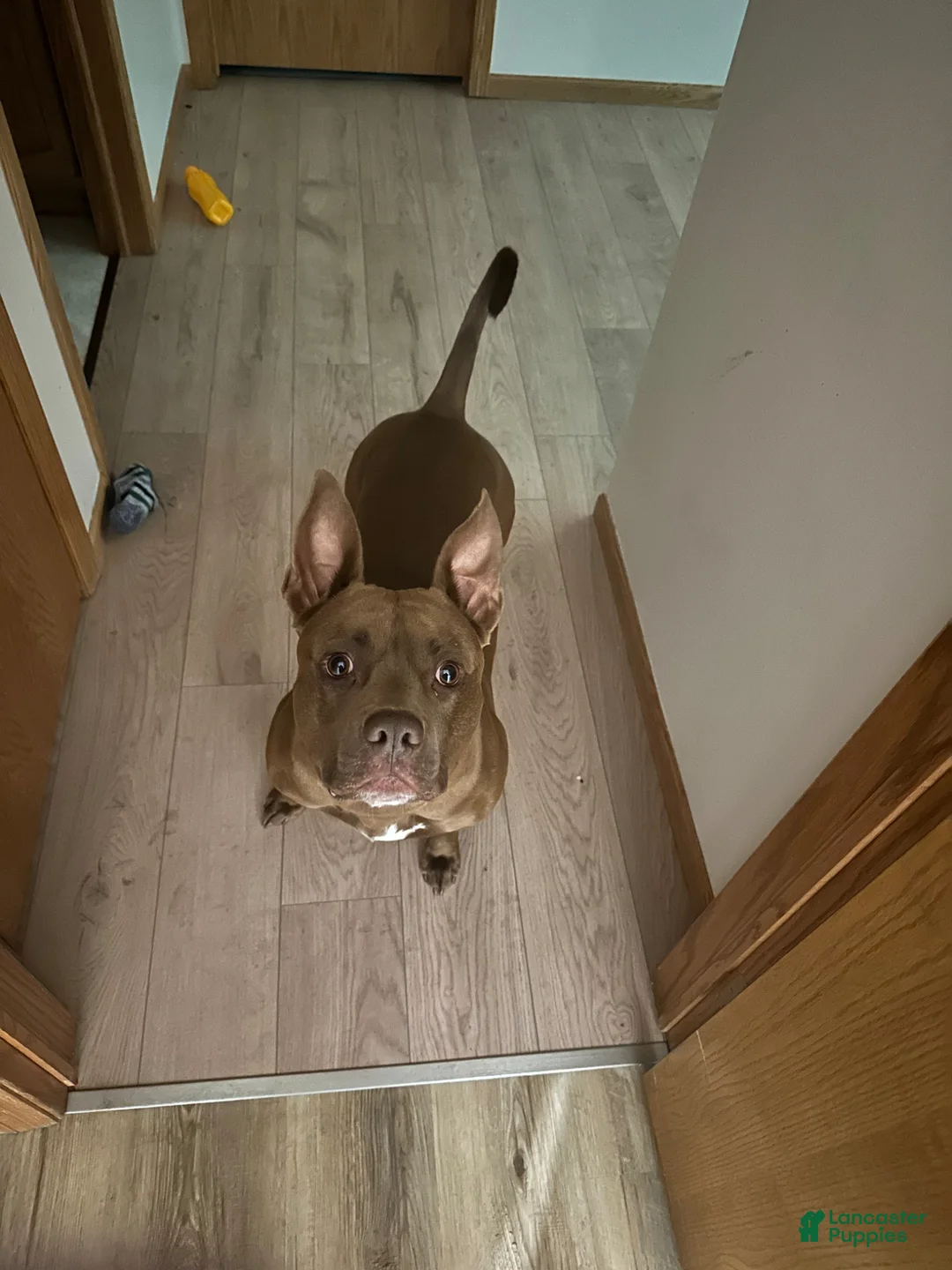 American Pit Bull Terrier dogs for sale: American Pit Bull Terrier Puppy 3 - Ad 3