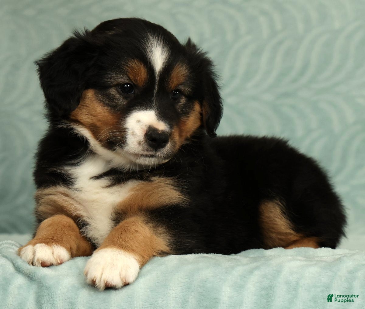 Australian Shepherd dogs for sale: Willow - Ad 5