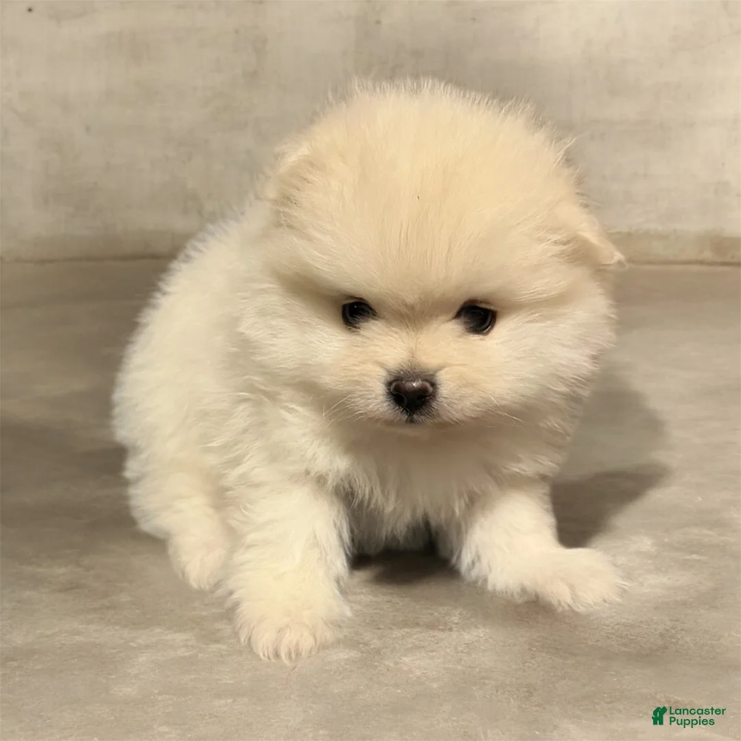 Pomeranian dogs for sale: Biscuit  - Ad 5