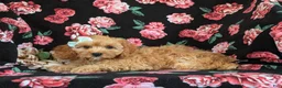 Cavapoo dogs for sale: Tootsie - Ad 5