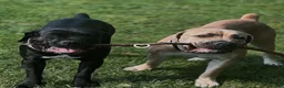 South African Boerboels dogs for sale: South African Boerboels 1 - Ad 4