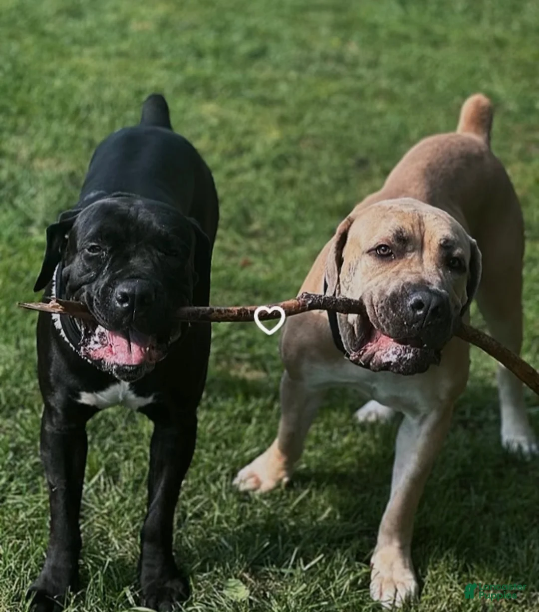 South African Boerboels dogs for sale: South African Boerboels 1 - Ad 4
