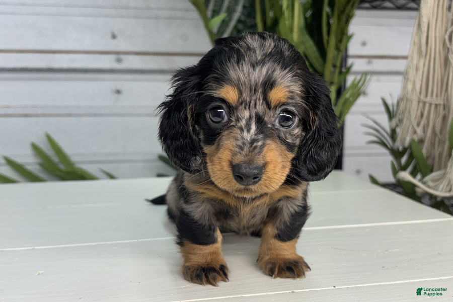 Miniature Dachshund dogs for sale: Rosa - Ad 3