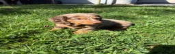 Dachshund dogs for sale: Ranger - Ad 2