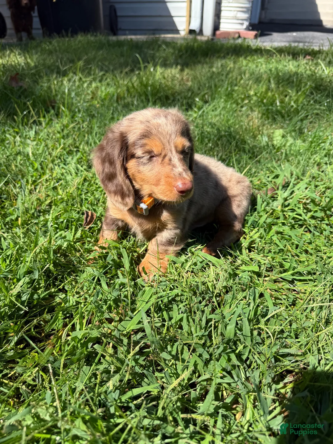 Dachshund dogs for sale: Ranger - Ad 2