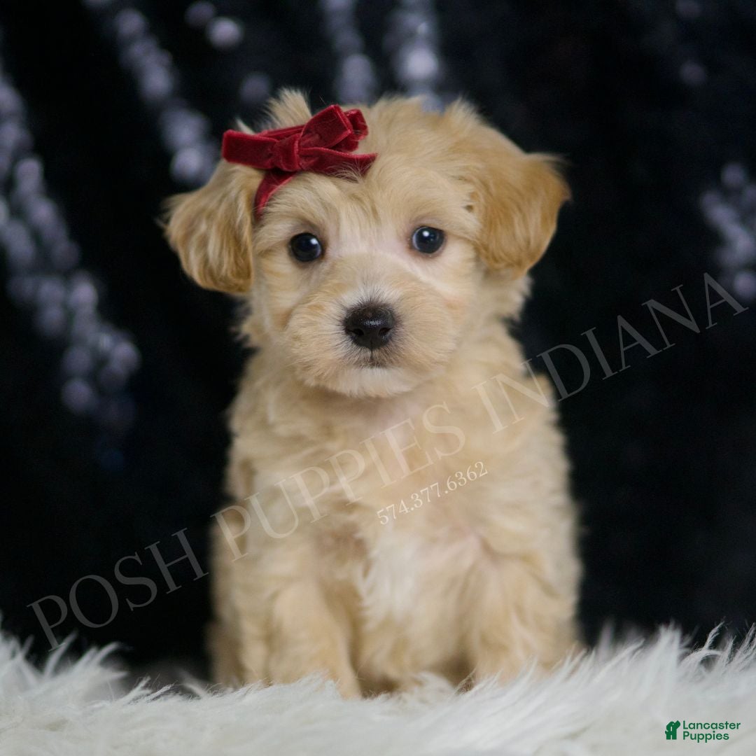 Maltipoo dogs Pumpkin - Ad 1