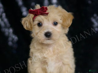 Maltipoo dogs - Ad 18