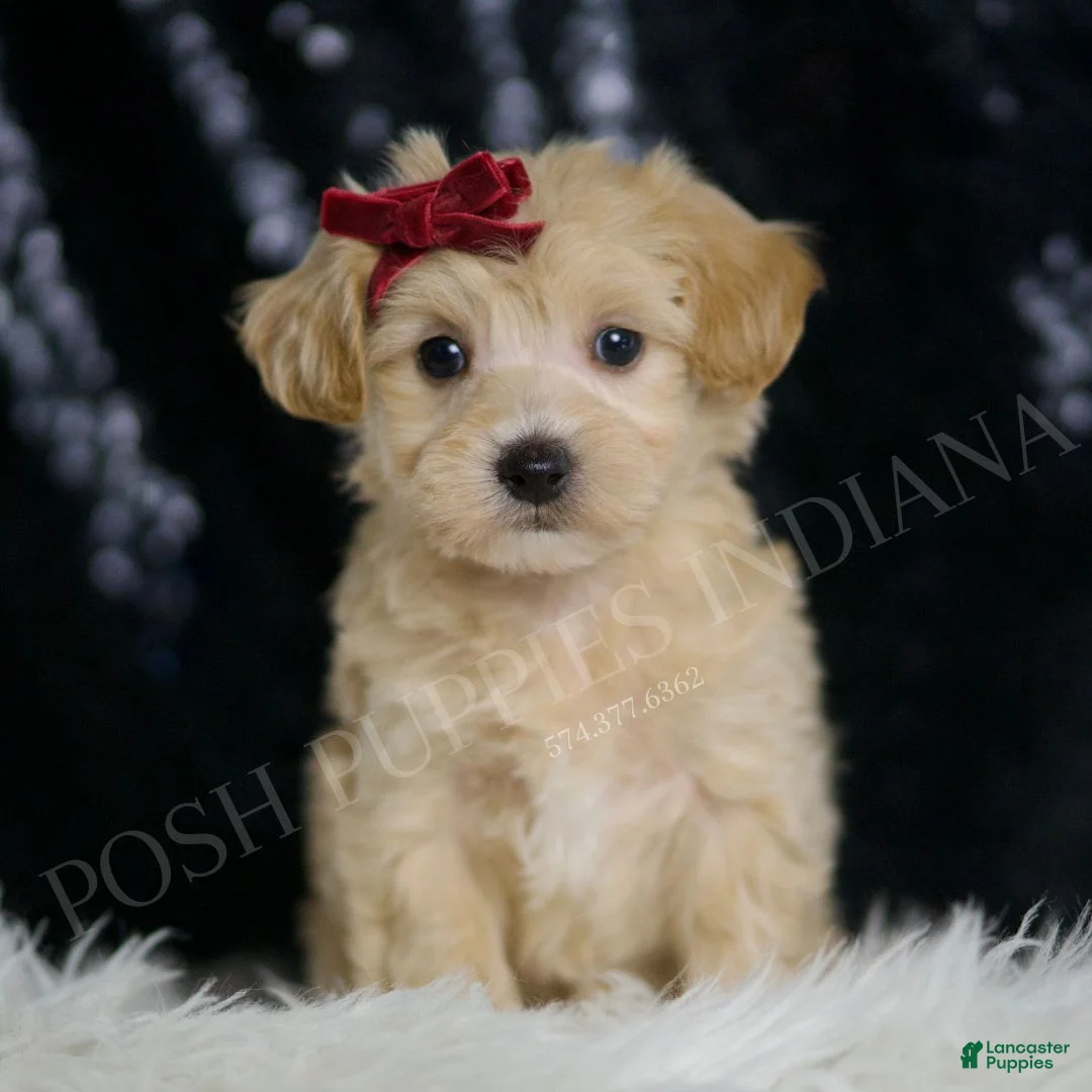 Maltipoo dogs for sale: Pumpkin - Ad 1