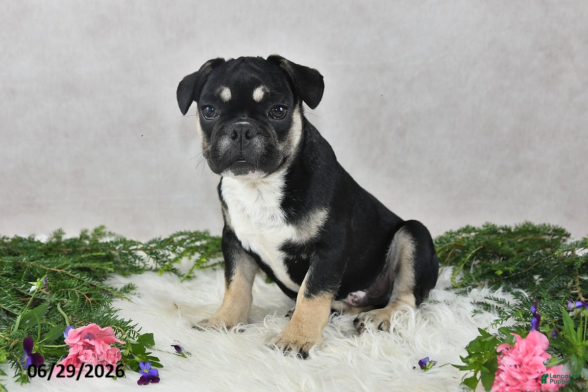 French Bulldog dogs Ike - Ad 2