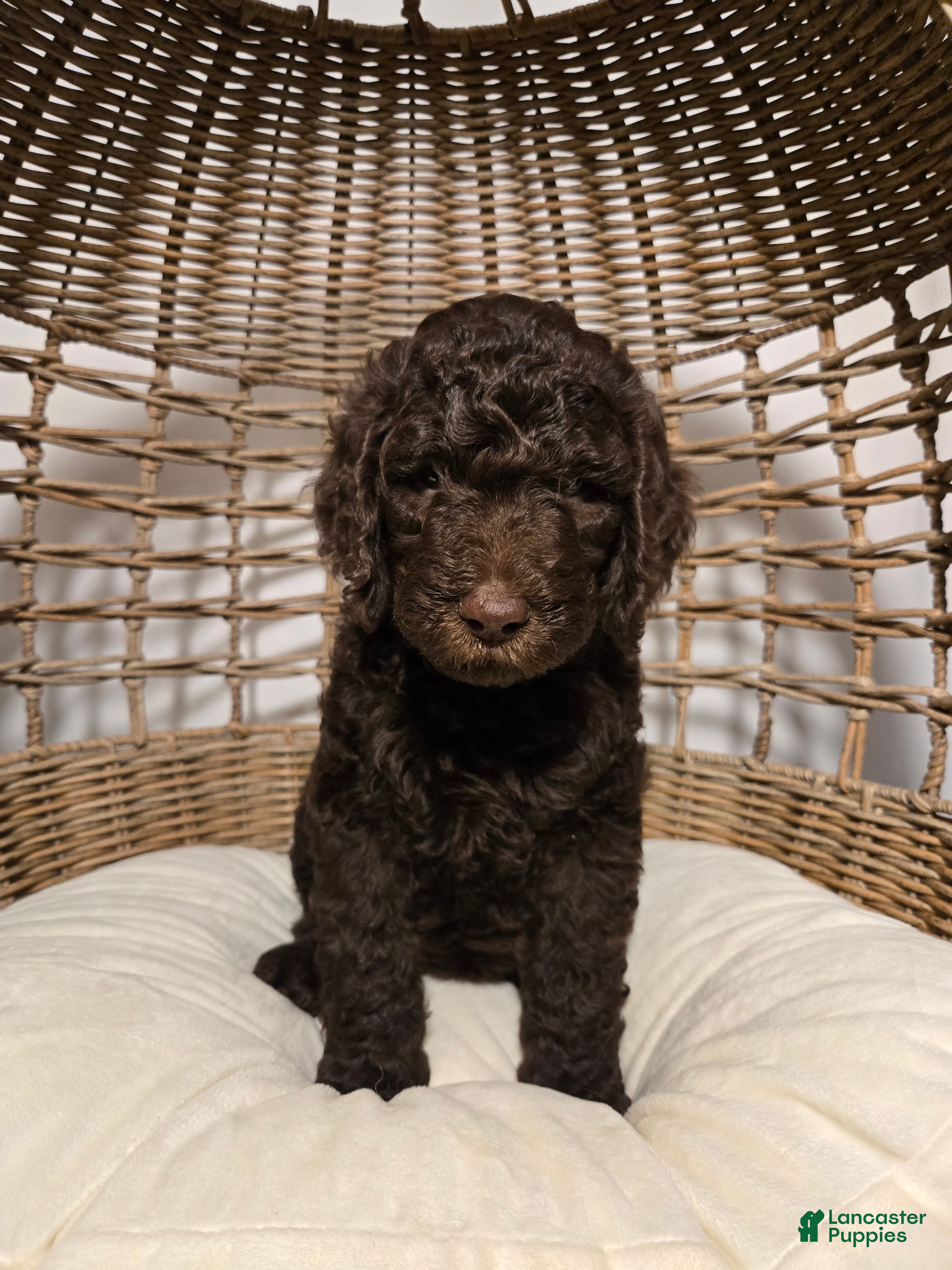Goldendoodle dogs Chocolate - Ad 38