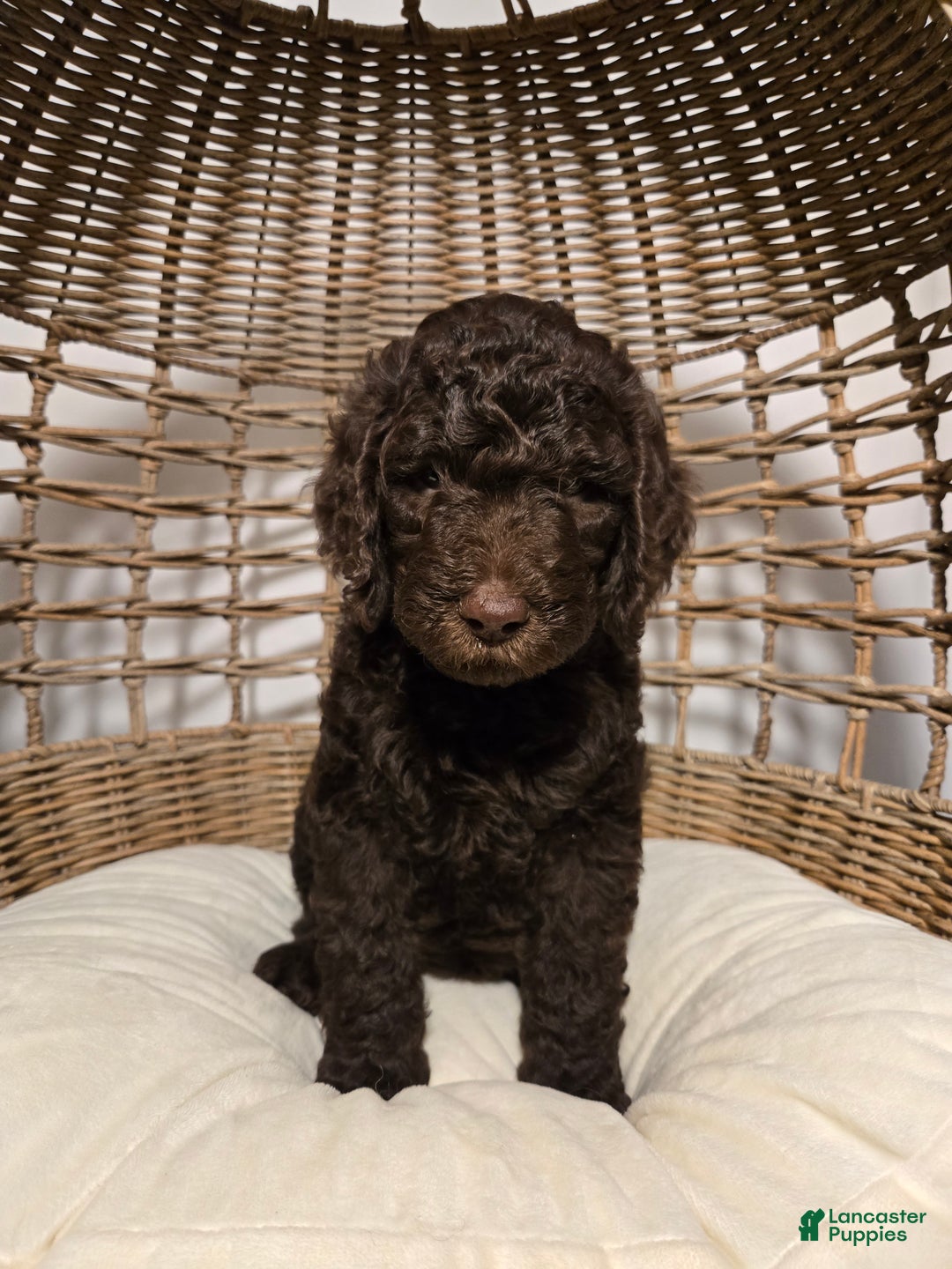 Goldendoodle dogs for sale: Chocolate - Ad 1