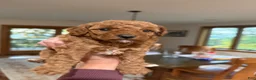 Toy Poodle dogs for sale: Dixie - Ad 5