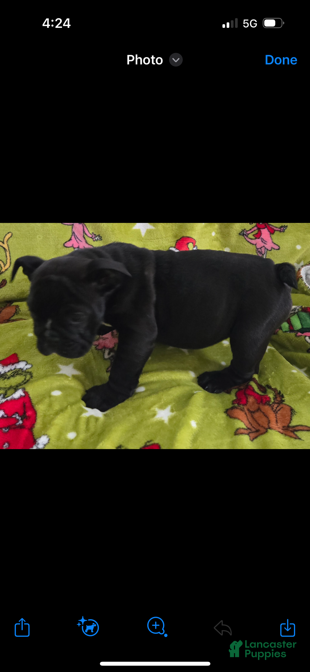 English Bulldog dogs for sale: Lucy - Ad 16
