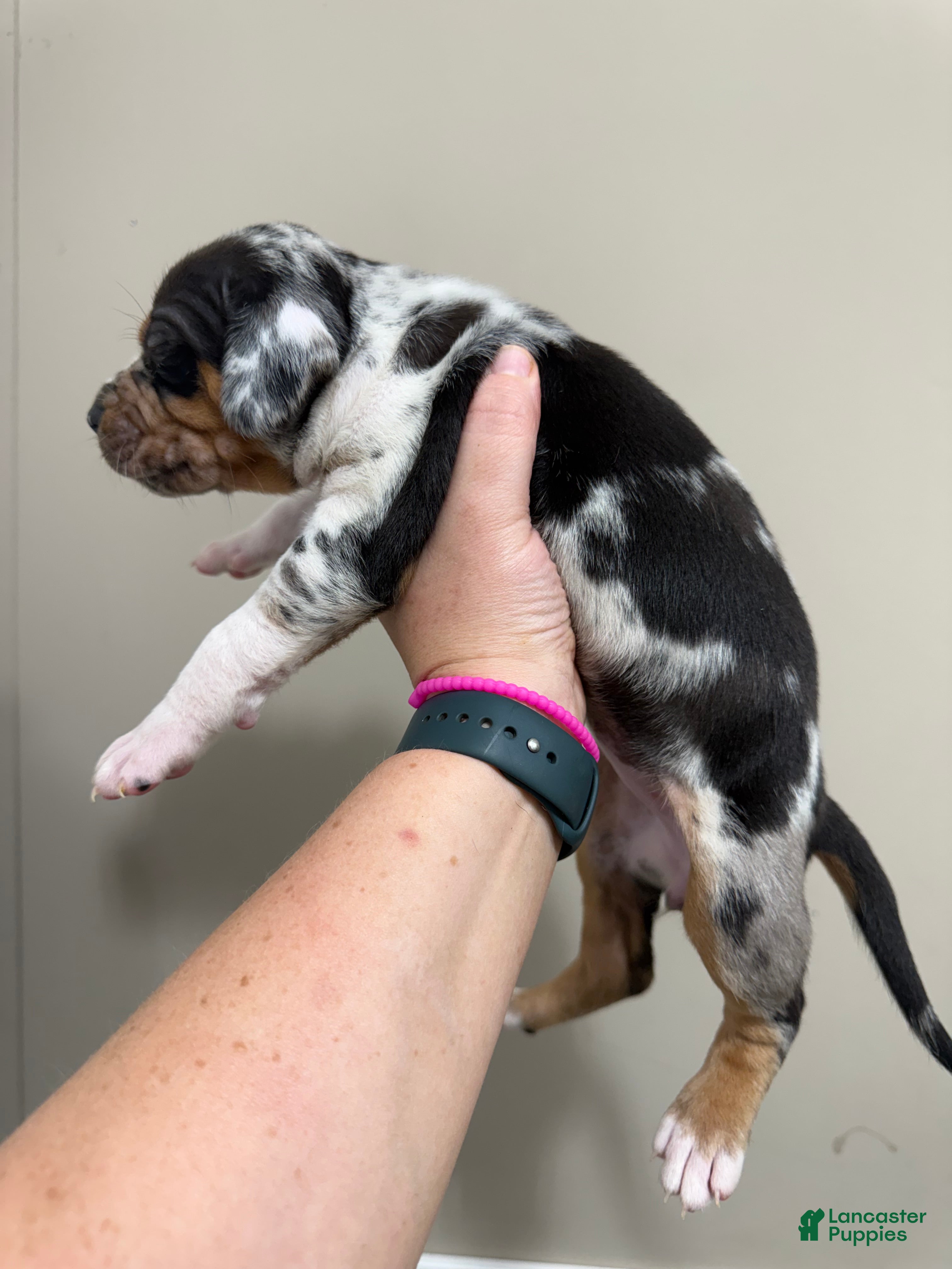 Catahoula Leopard Dog dogs Blue Girl - Ad 1