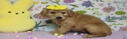 Golden Retriever dogs for sale: AnnaBelle - Ad 5