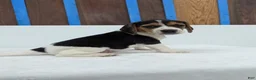 Beagle dogs for sale: Roxy - Ad 3