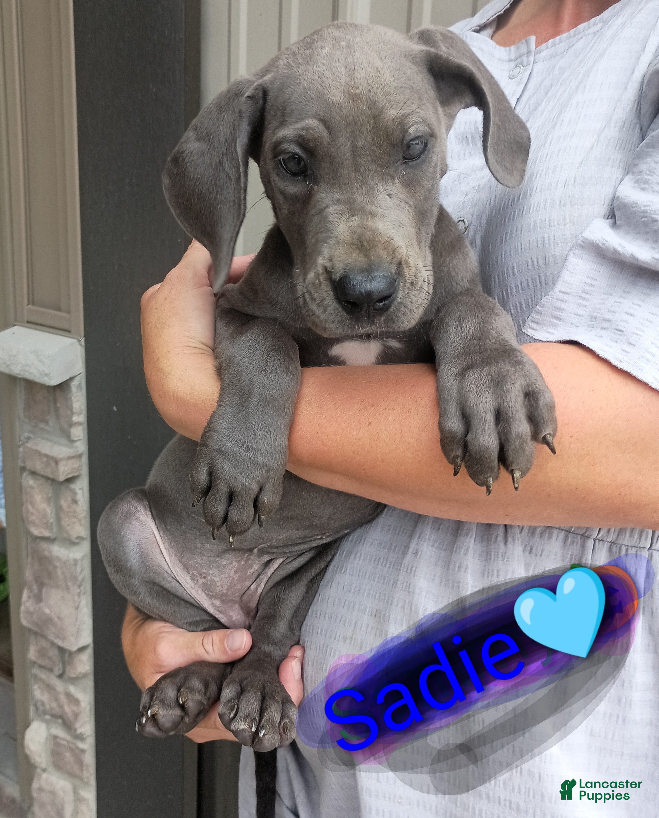 Great Dane dogs Sadie - Ad 2