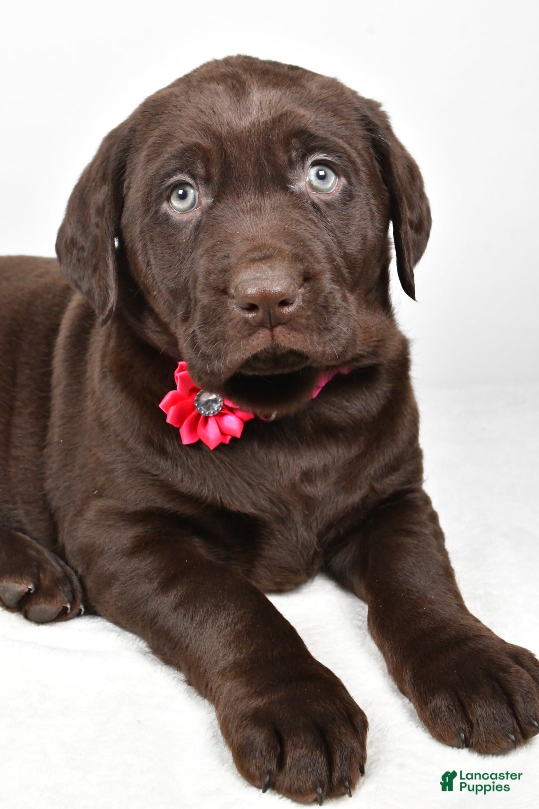 Labrador Retriever dogs for sale: Nugget - Ad 5