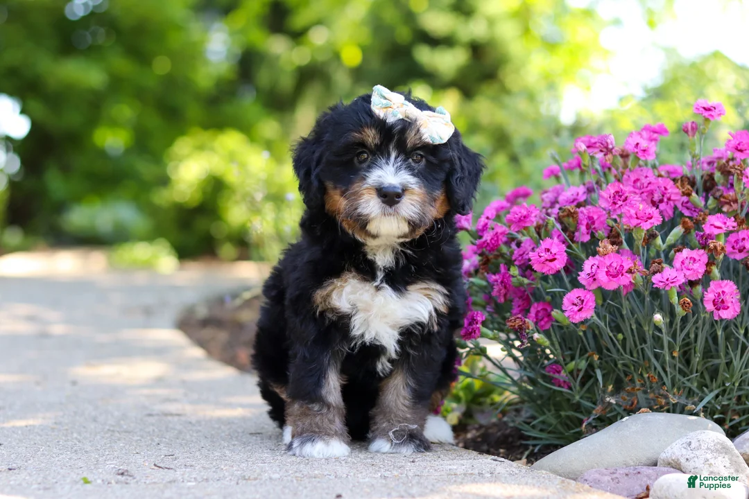 Mini Bernedoodle dogs for sale: Phoebe - Ad 2