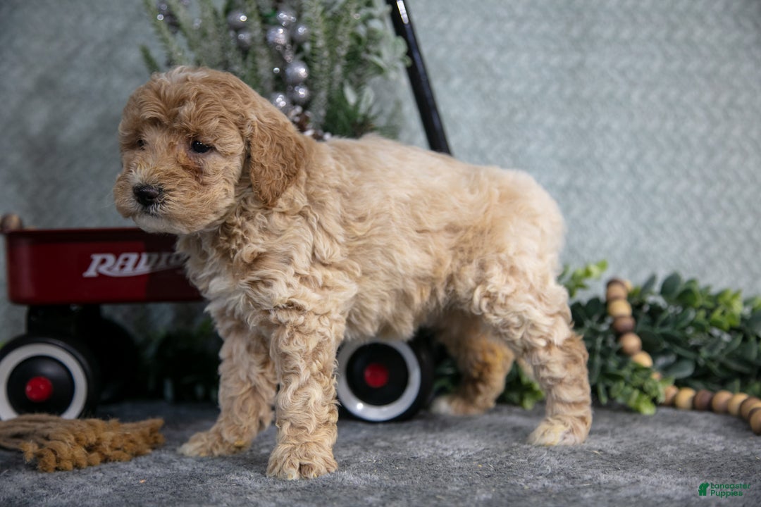 Miniature Poodle dogs for sale: Skye - Ad 3