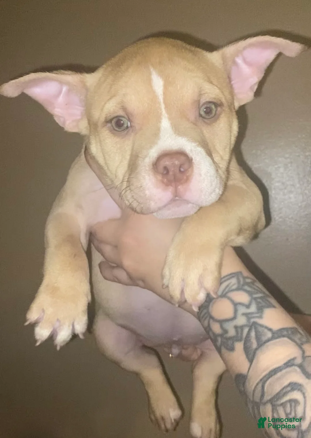 American Bully dogs for sale: Sadus - Ad 1
