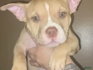 American Bully dogs Sadus - Ad 10