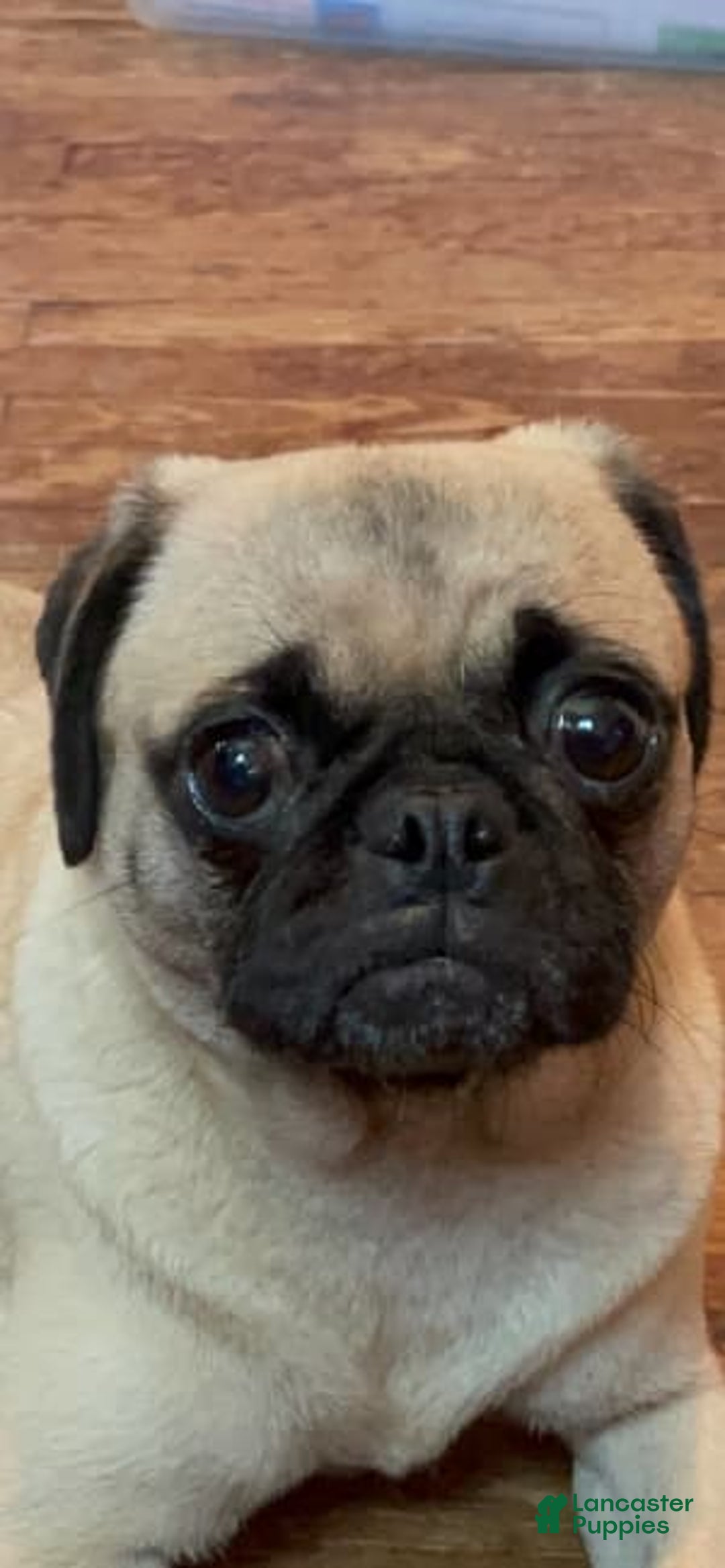 Gallery Image {{count}}