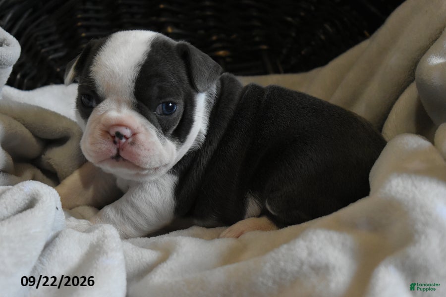 Frenchton dogs Romeo - Ad 2