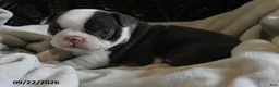 Frenchton dogs for sale: Romeo - Ad 2