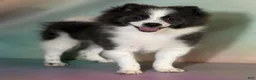 Pomeranian dogs for sale: ACA Sparky - Ad 4
