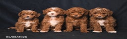 Toy Poodle dogs for sale: Mia  - Ad 5