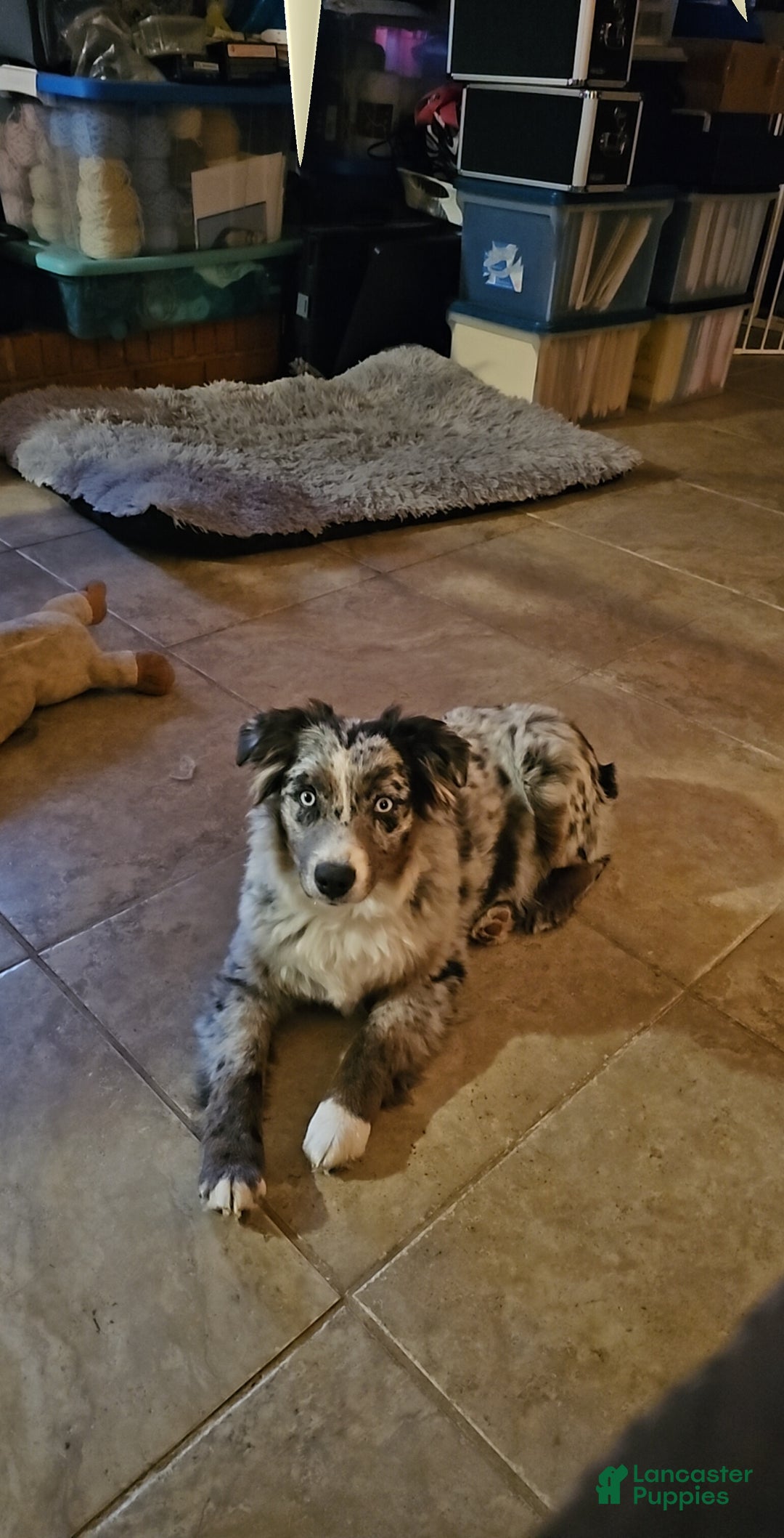 Miniature Australian Shepherd dogs for sale: Miniature Australian Shepherd Puppy 1 - Ad 7