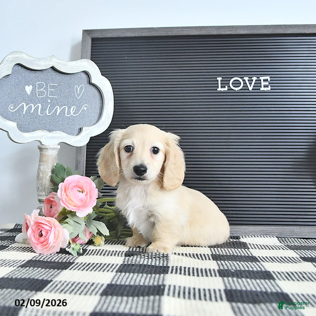 Miniature Dachshund dogs for sale: Theo - Ad 3