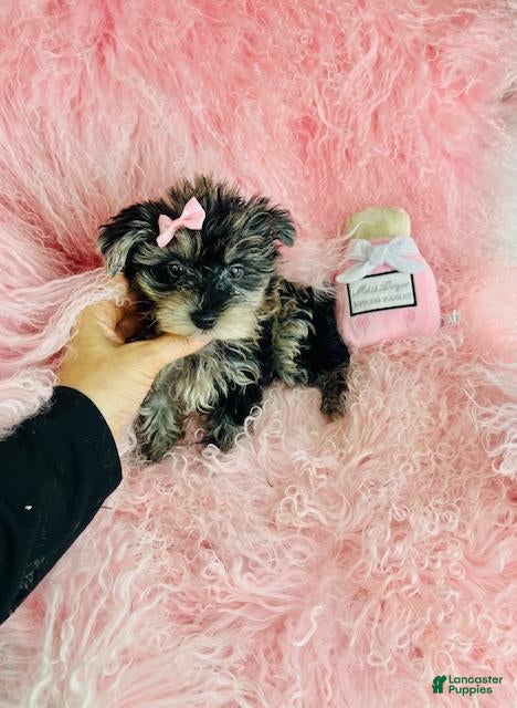Biewer Terrier dogs for sale: Biewer Terrier Puppy 1 - Ad 3