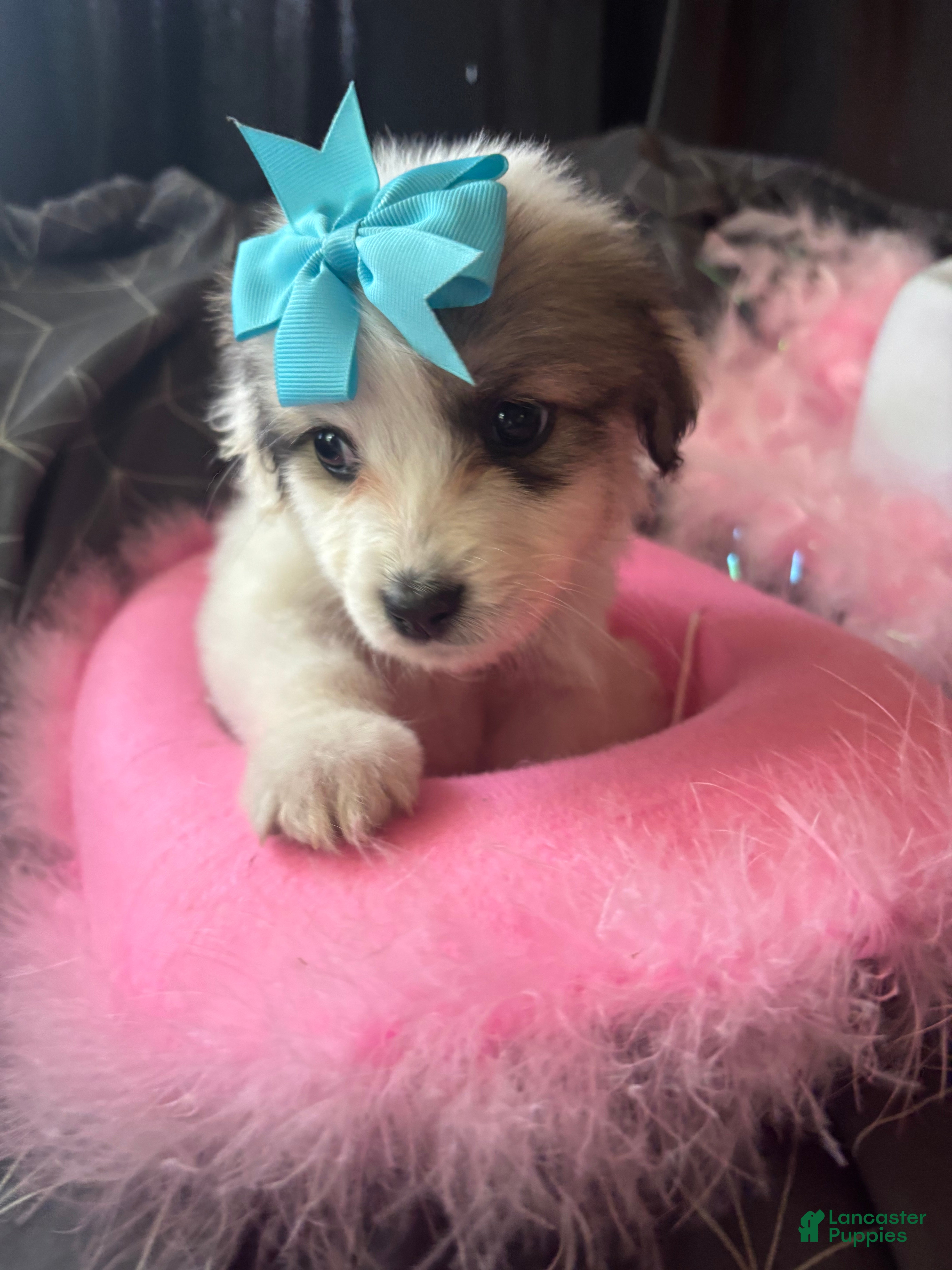 Great Pyrenees dogs Bby girl Venus  - Ad 2