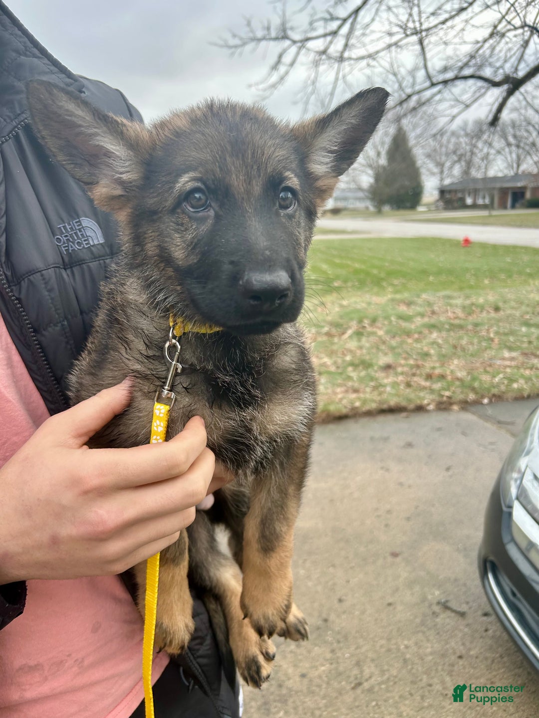 German Shepherd dogs for sale: German Shepherd Gold - Ad 2