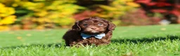 Cavapoo dogs for sale: Rusty - Ad 4