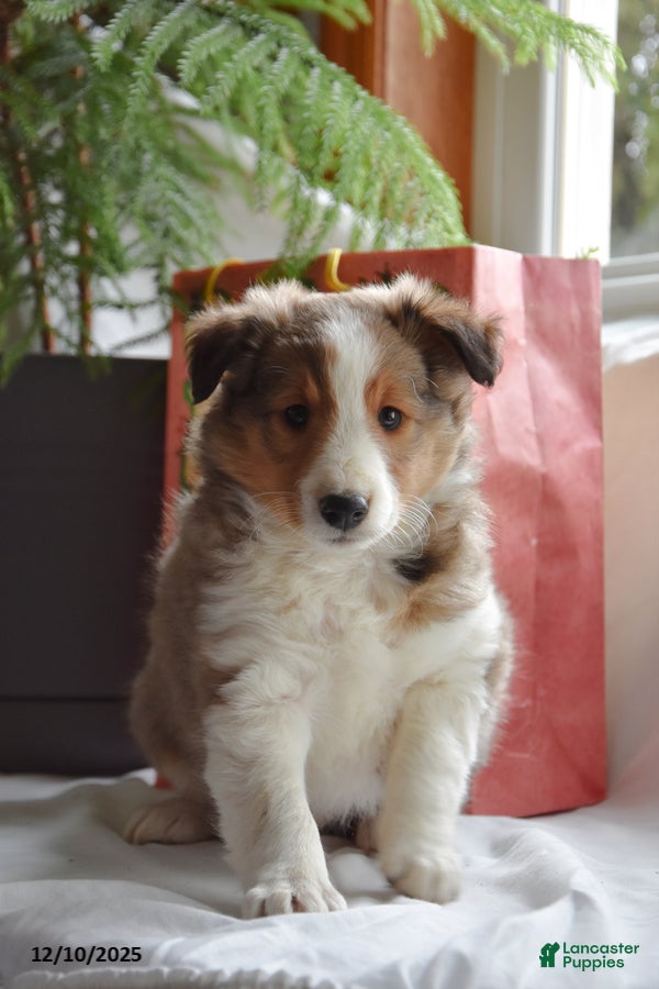 Shetland Sheepdog dogs Tyson - Ad 10