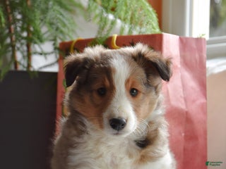 Shetland Sheepdog dogs Tyson - Ad 17