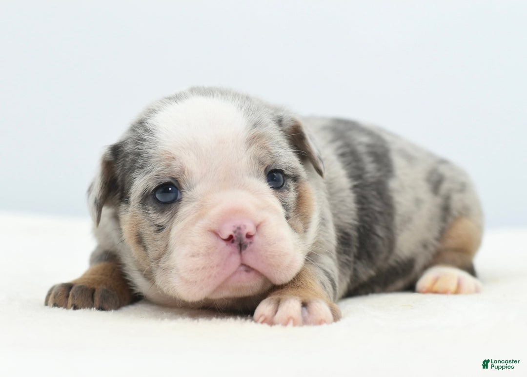 Mixed Breed dogs for sale: Aqua blue koi  - Ad 8