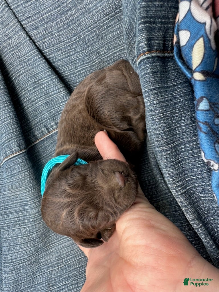 Goldendoodle dogs for sale: Princess - Ad 1