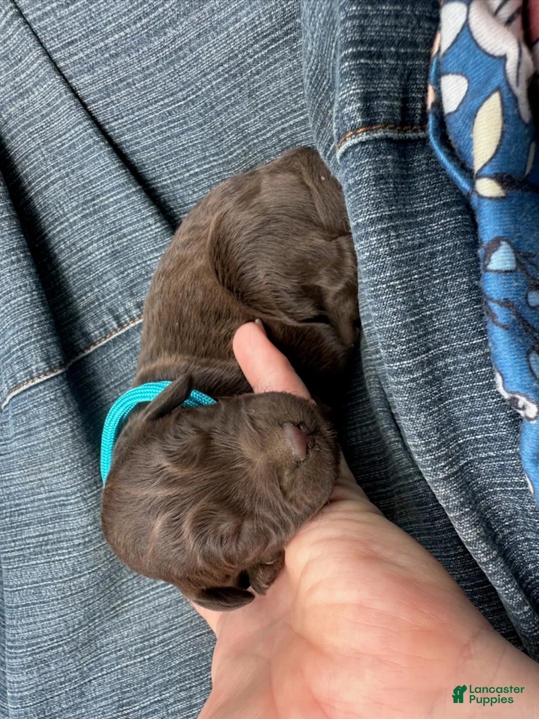 Goldendoodle dogs for sale: Princess - Ad 1