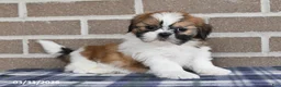 Shih Tzu dogs for sale: Wanda - Ad 3