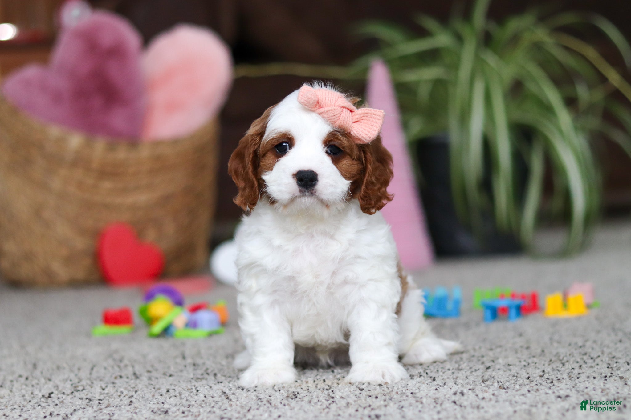 Cavapoo dogs Layla - Ad 19
