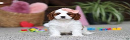 Cavapoo dogs for sale: Layla - Ad 1